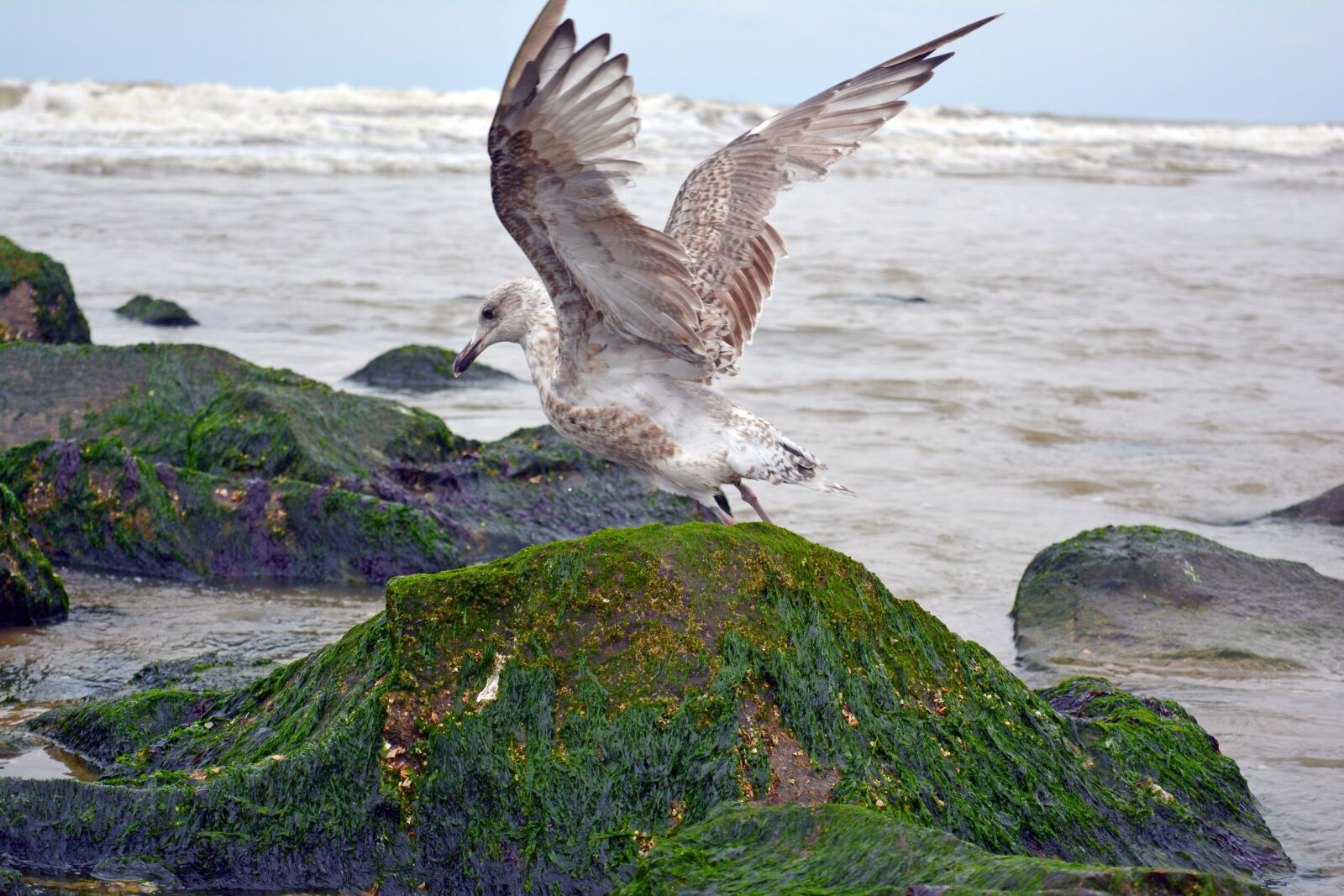 Nikon D5200 sample photo. Sea, coast, body of photography