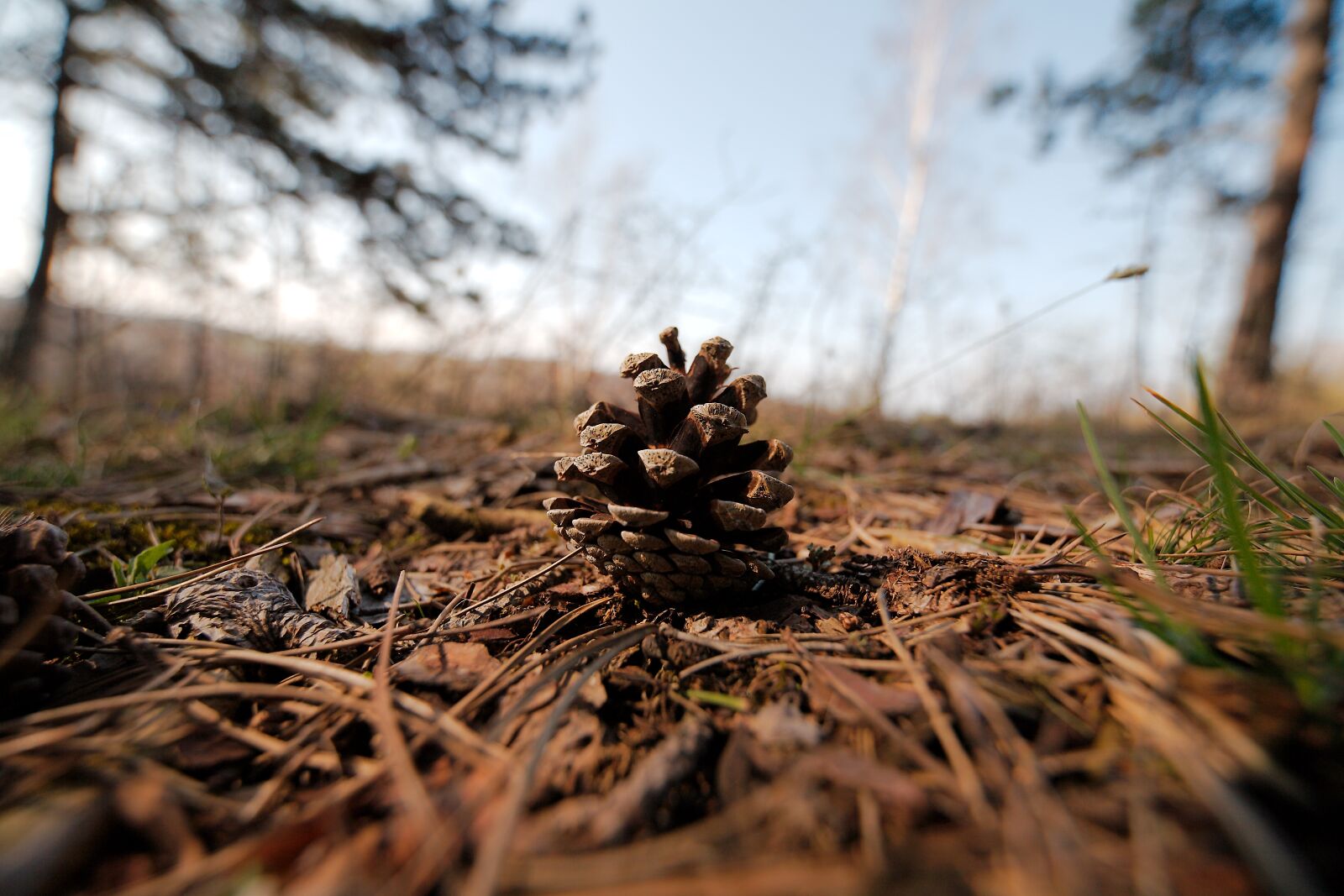 Canon EOS 5D sample photo. Tree, nature, wood photography