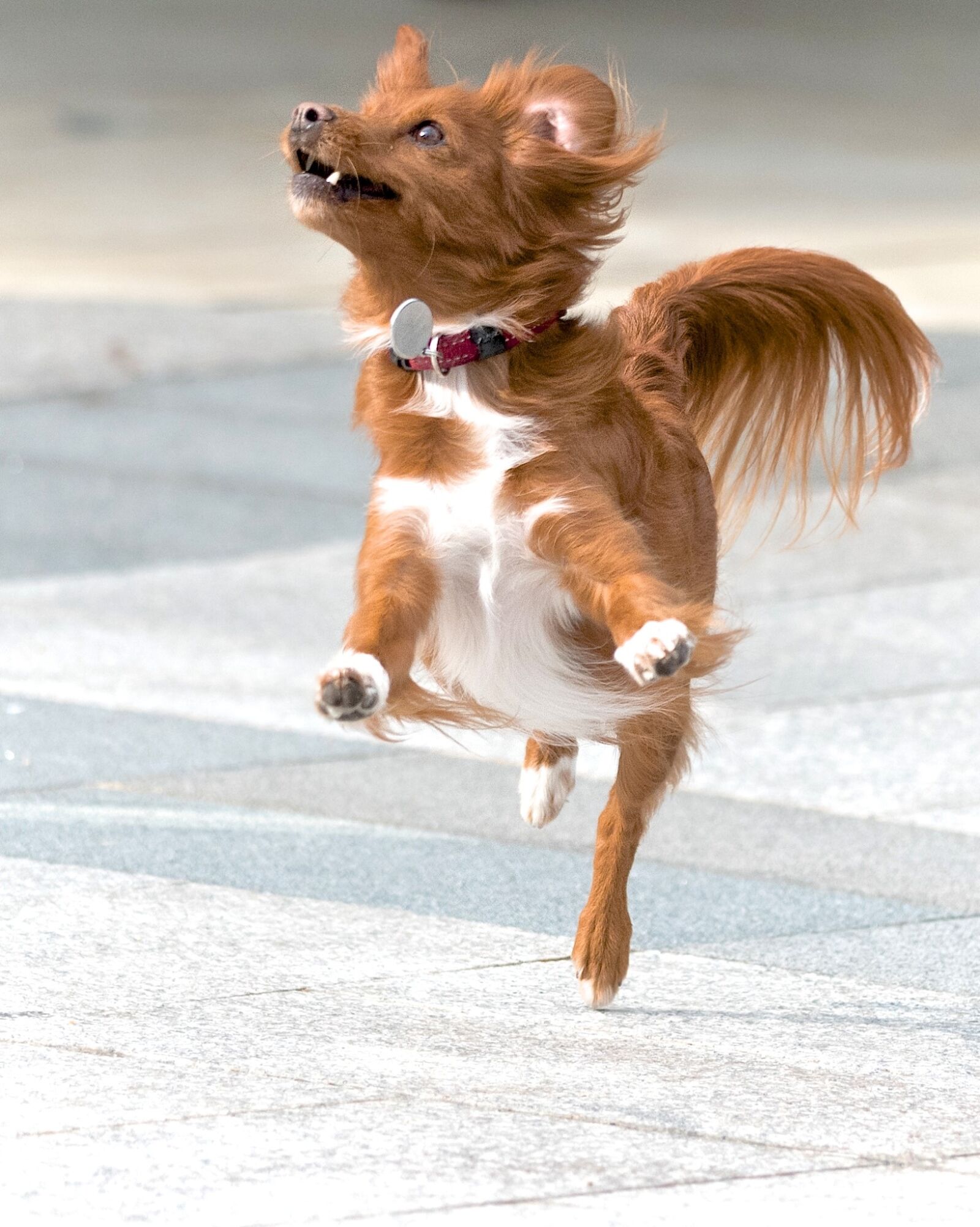 Nikon D750 sample photo. Dog, action, pet photography
