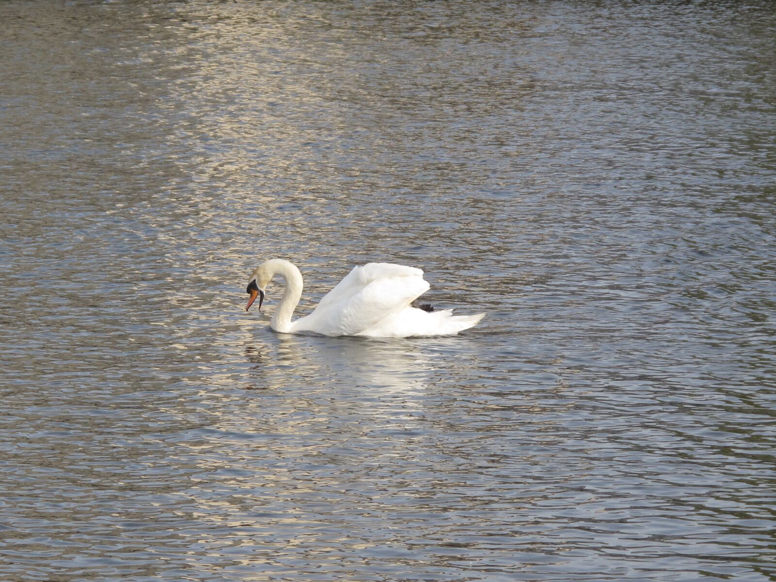 Canon PowerShot G10 sample photo. Swan, water, bird photography