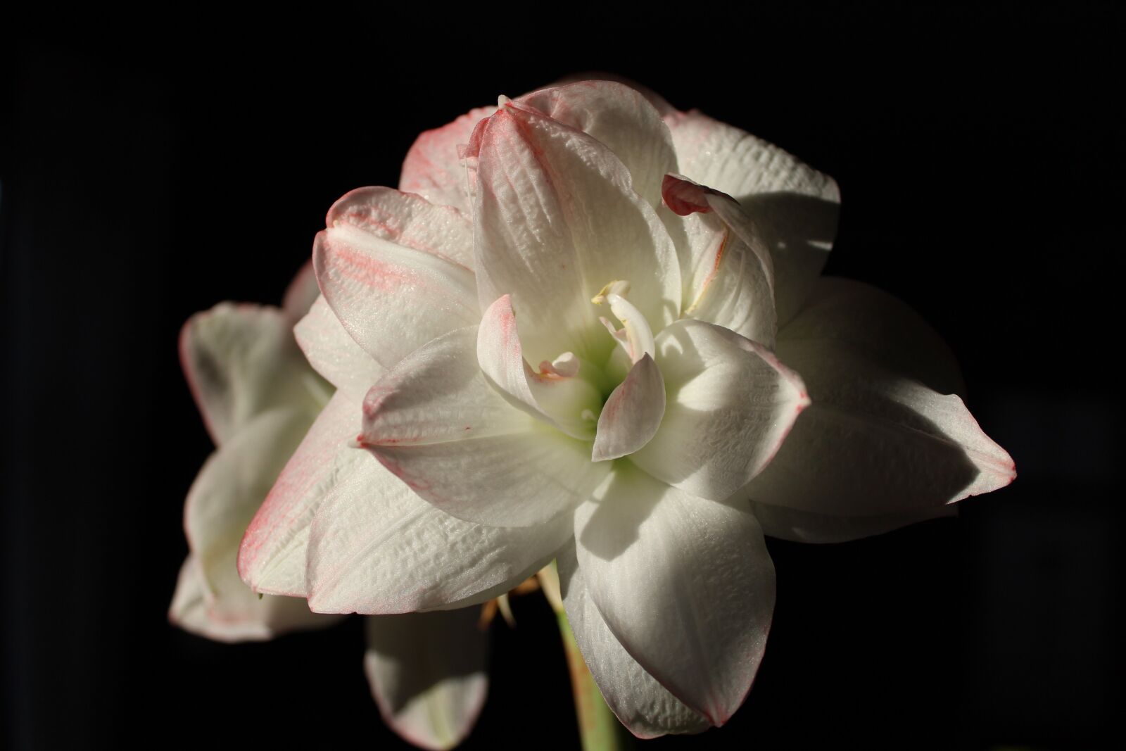 Canon EOS 1200D (EOS Rebel T5 / EOS Kiss X70 / EOS Hi) sample photo. Amaryllis, flower, blossom photography