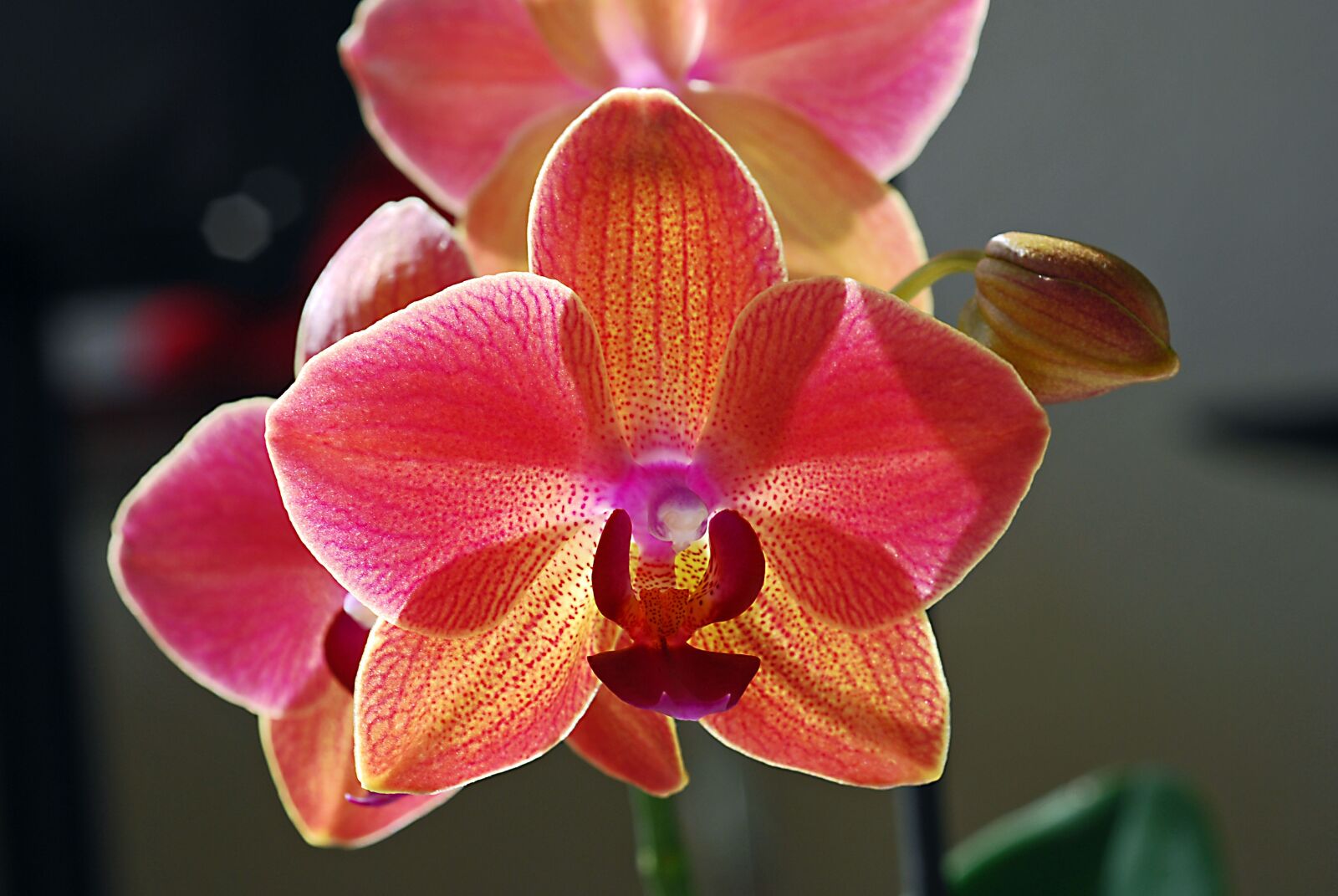 Nikon D80 sample photo. Flower, orchid, red photography
