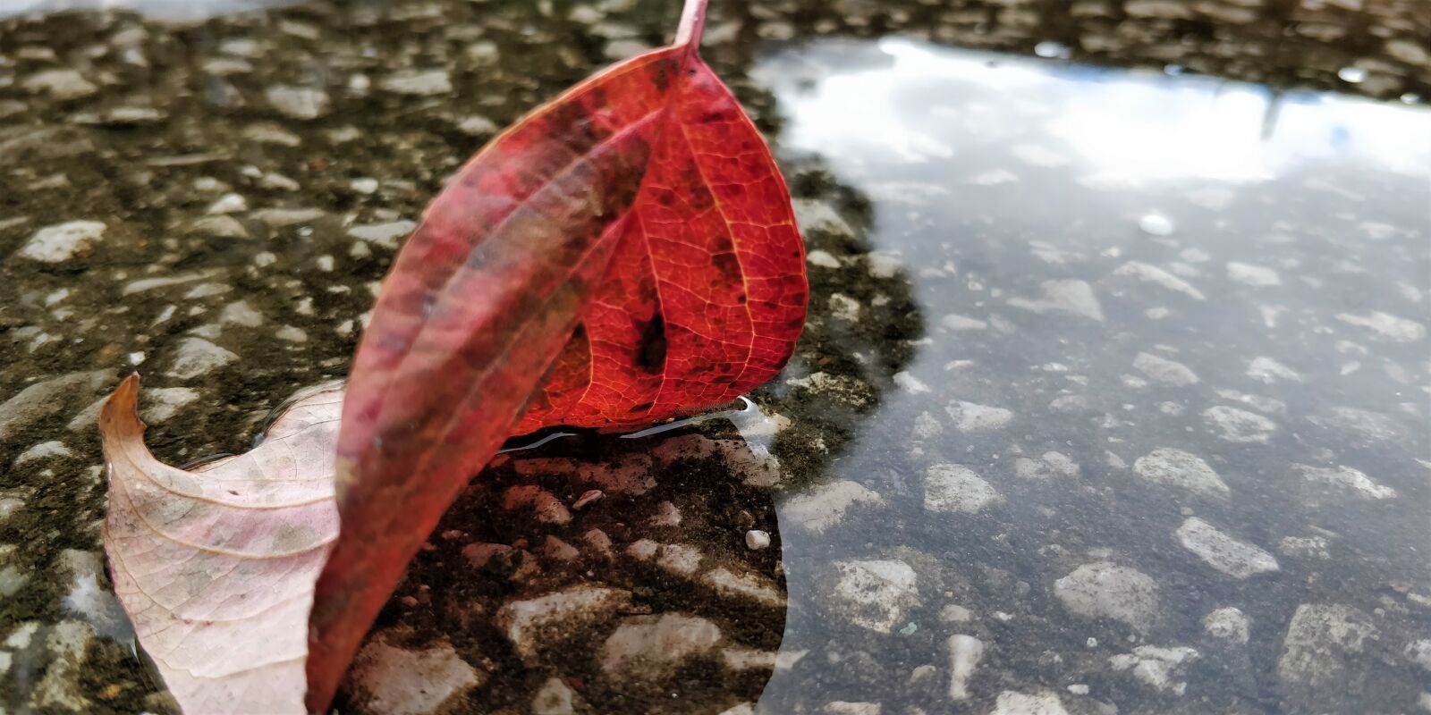 OnePlus 5T sample photo. Leaf in water, rain photography