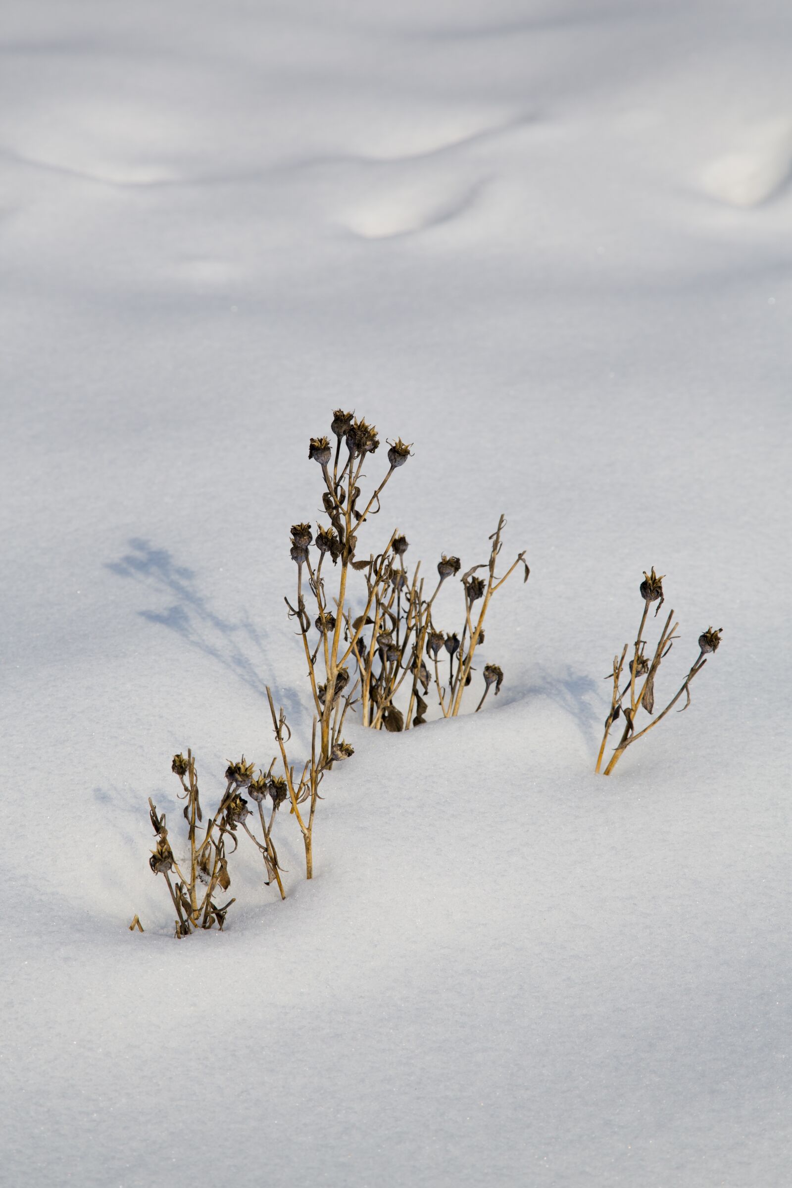 Canon EF 24-105mm F4L IS USM sample photo. Snow, winter, cold photography