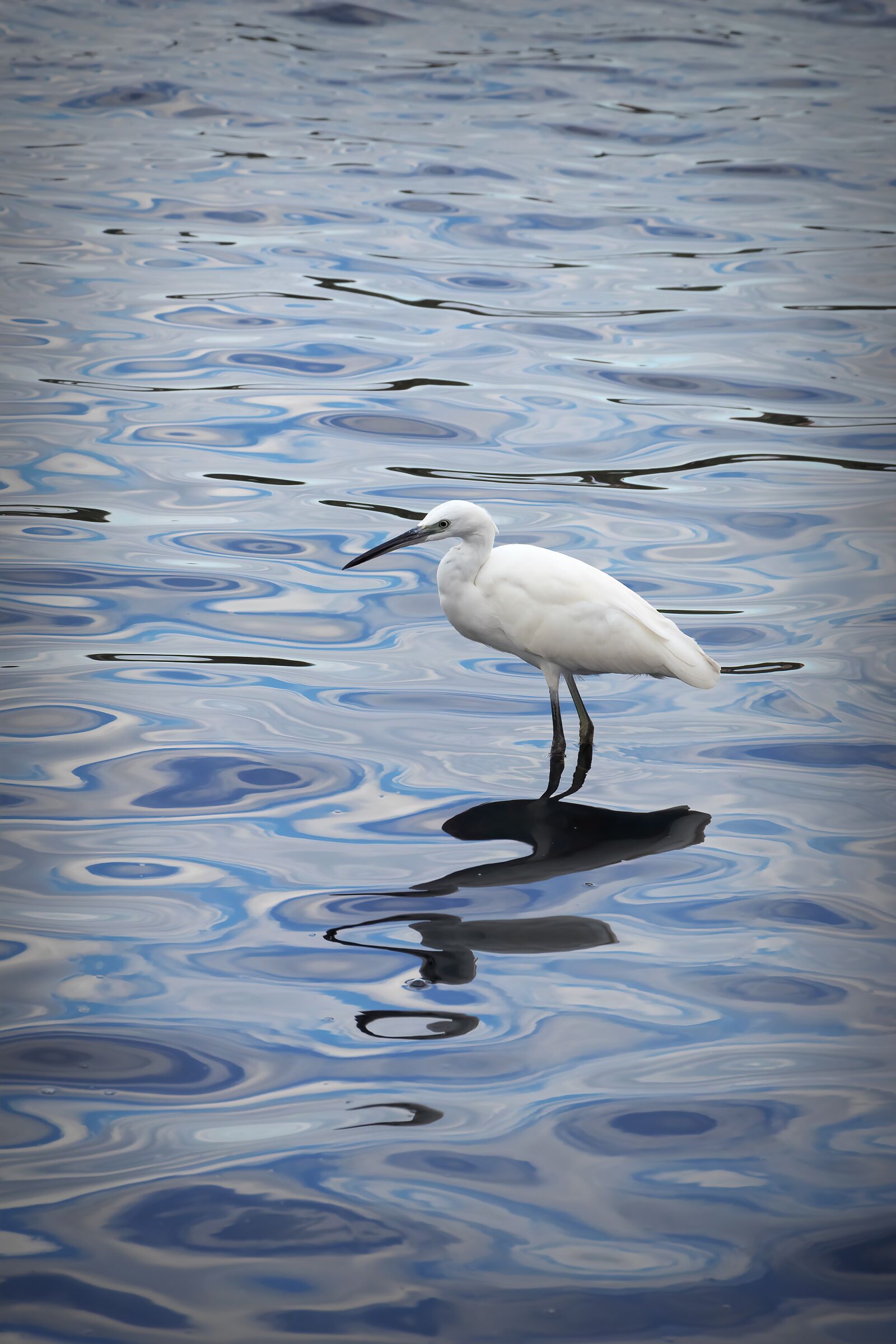 Canon EOS 7D Mark II + Canon EF-S 18-135mm F3.5-5.6 IS STM sample photo. Heron, lake, water photography
