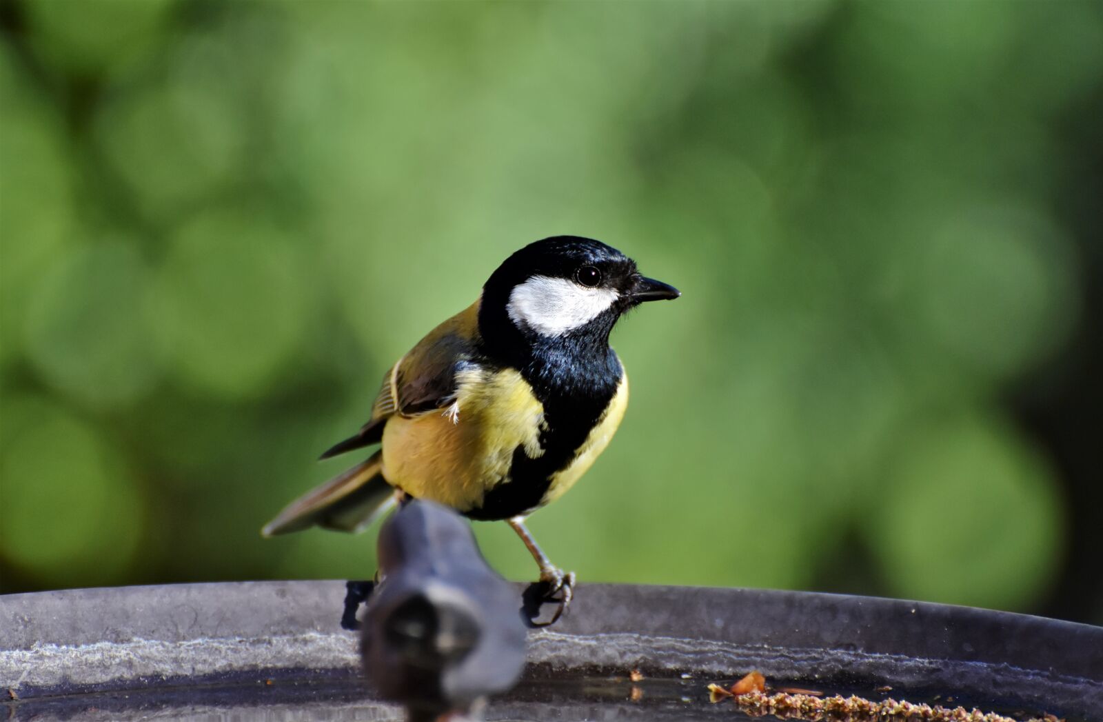 Nikon D7200 sample photo. Tit, songbird, bird photography