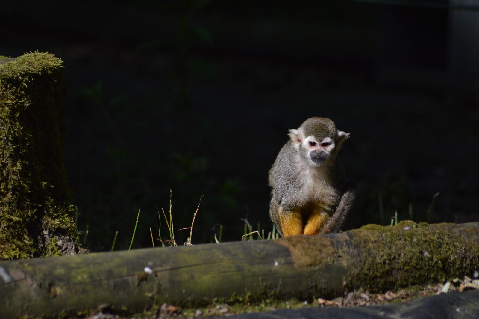 Nikon D3200 sample photo. Monkey, primate, zoo photography