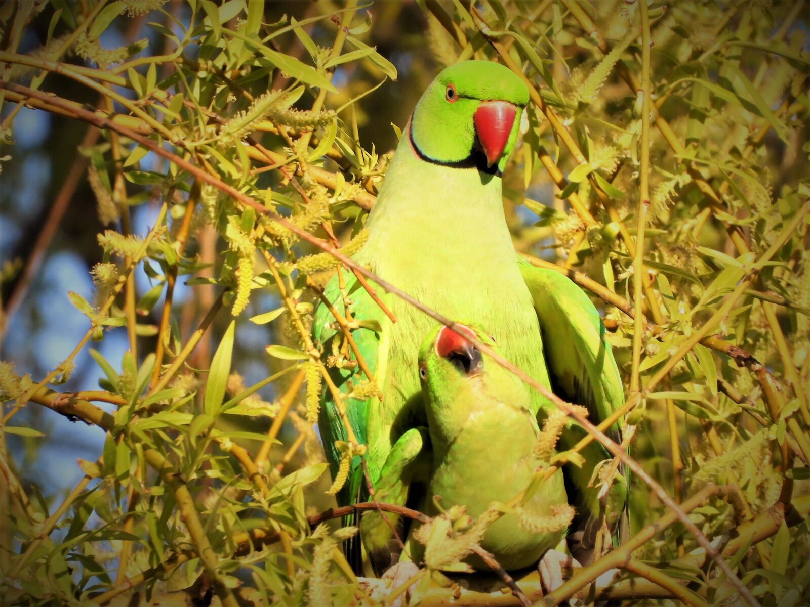 Nikon Coolpix P1000 sample photo. Parakeet, bird, colorful photography