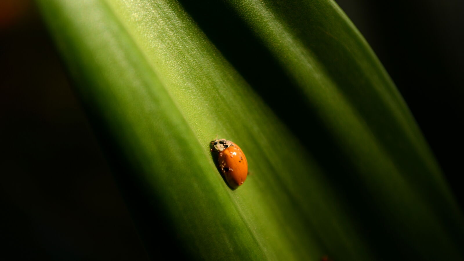 Nikon D5100 sample photo