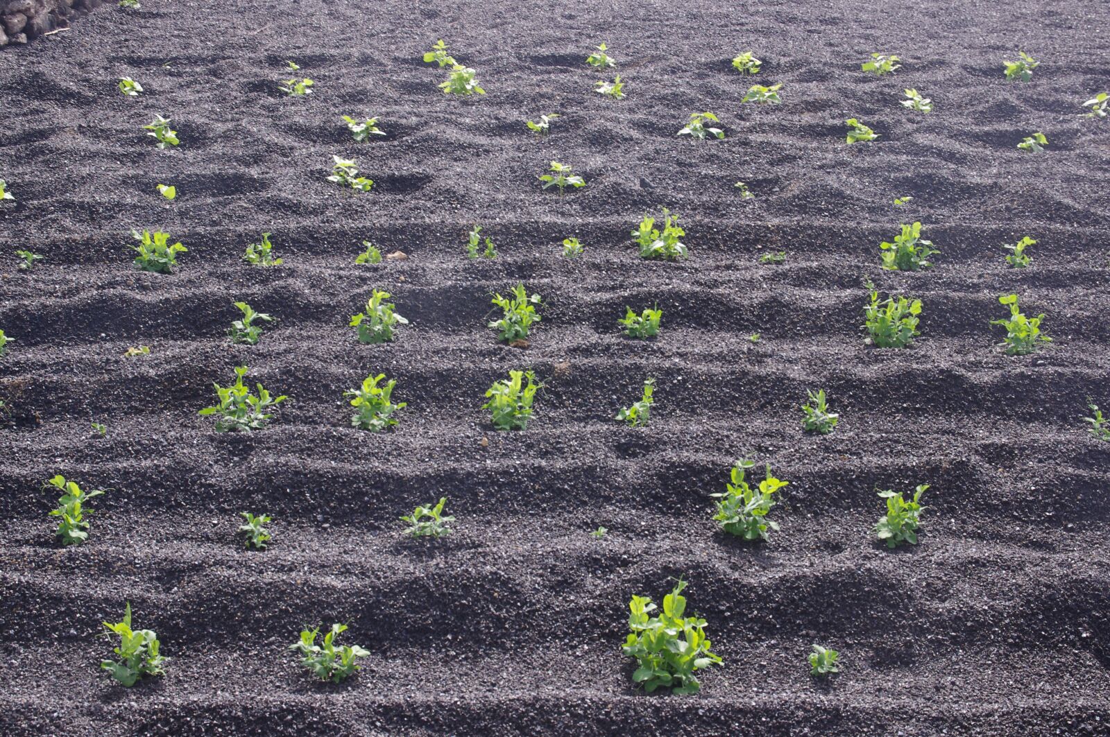 Pentax K-x sample photo. Agriculture, farming, plants photography