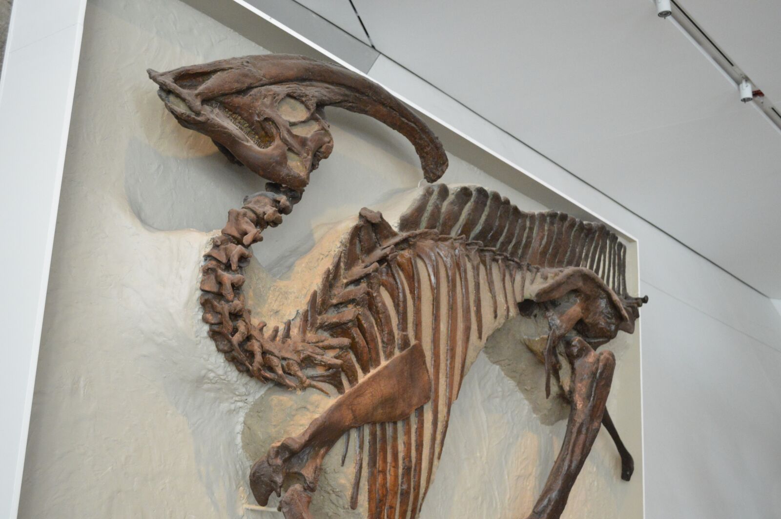 Nikon D3200 sample photo. Dinosaur, dino, extinct photography