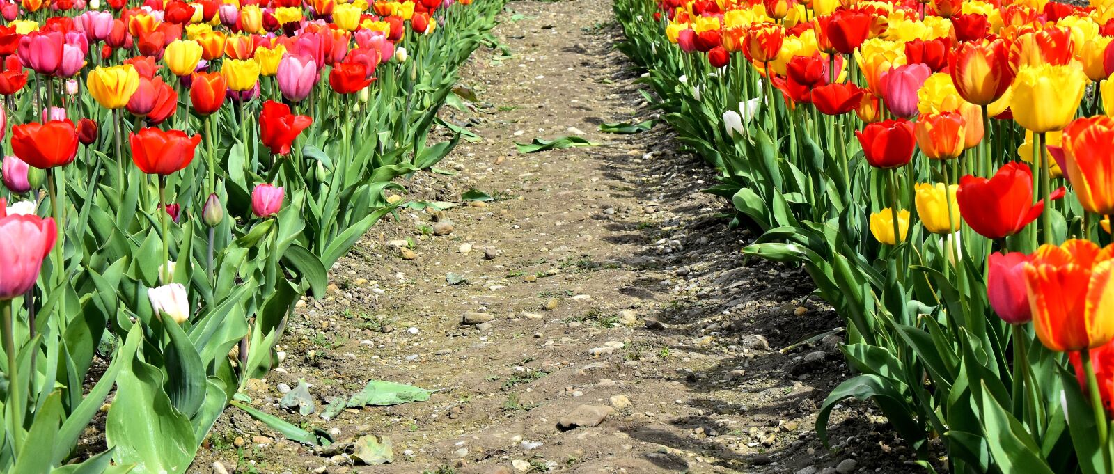 Nikon D7200 sample photo. Tulips, flowers, colorful photography