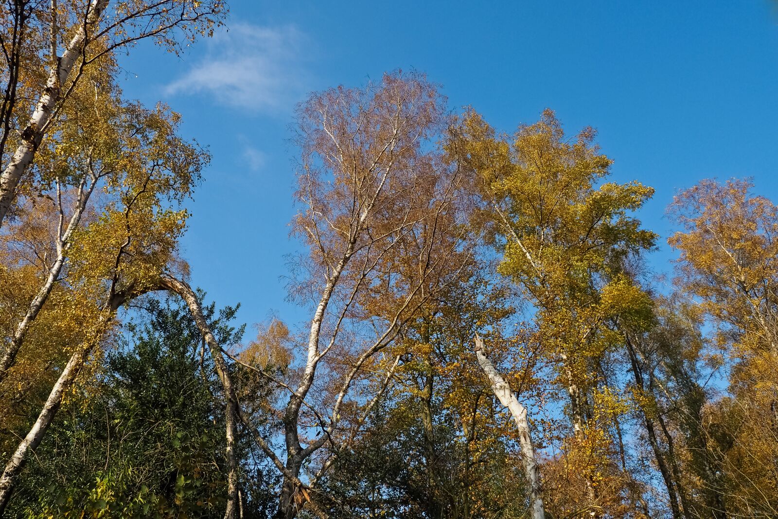 Olympus OM-D E-M10 sample photo. Autumn, nature, trees photography