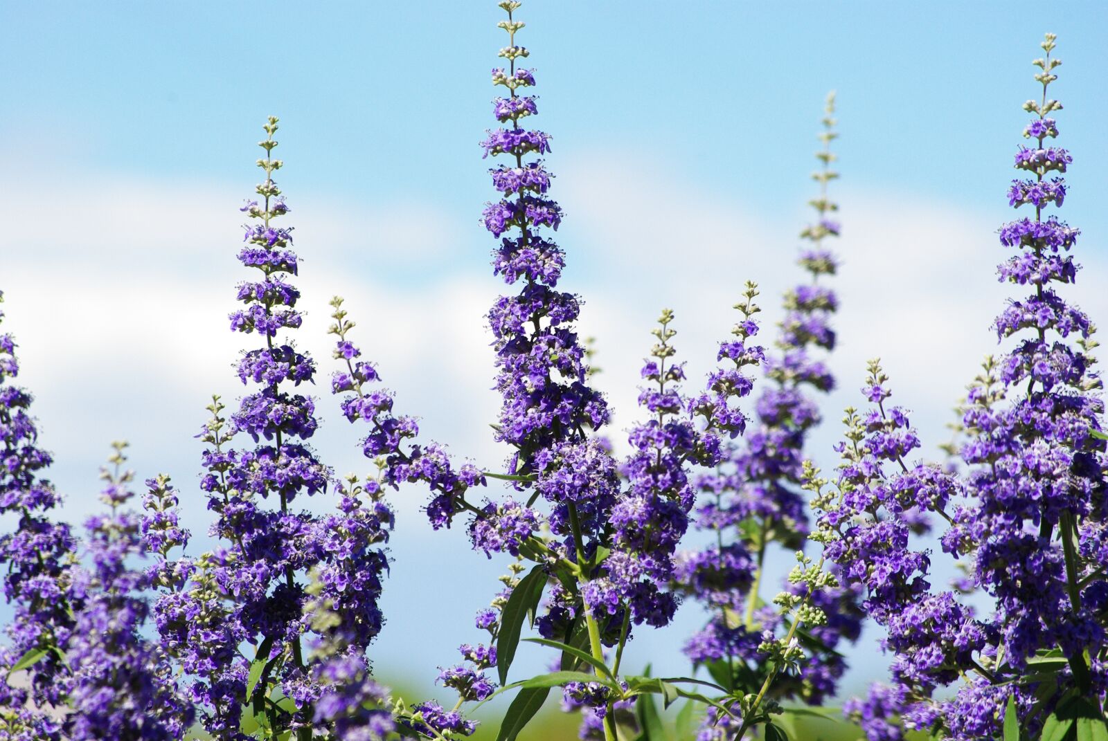 Pentax K200D sample photo. Flowers, purple, leaves photography
