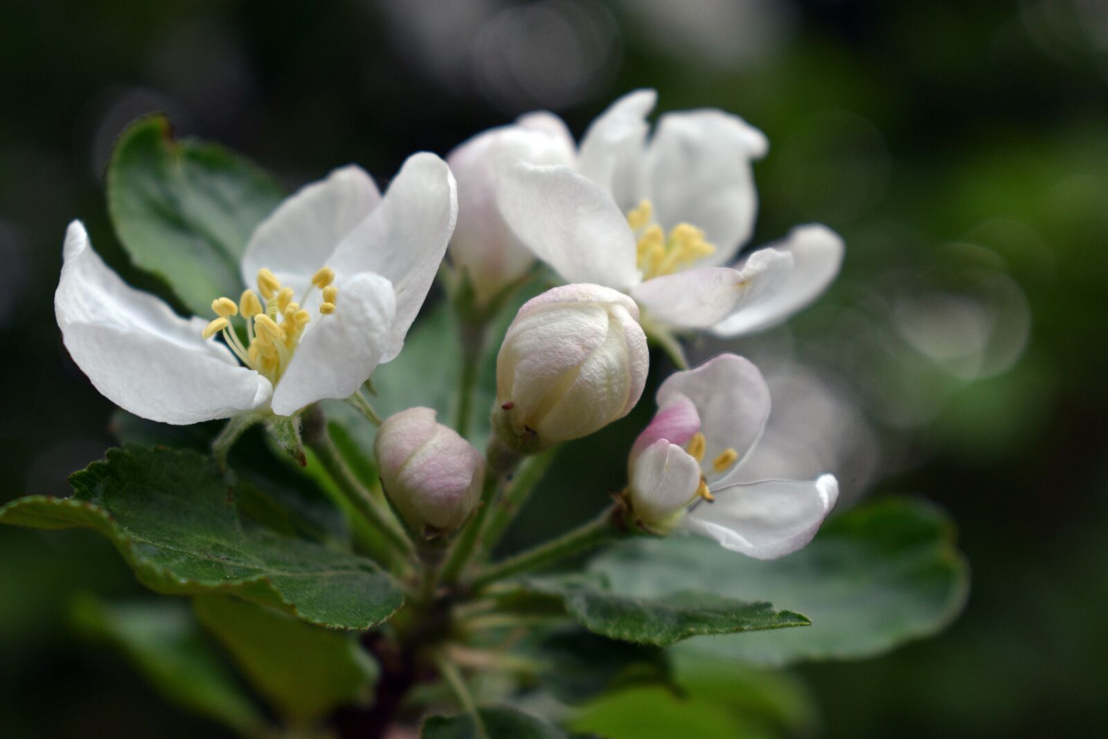 Nikon D3400 sample photo. Flower, spring, flowers photography