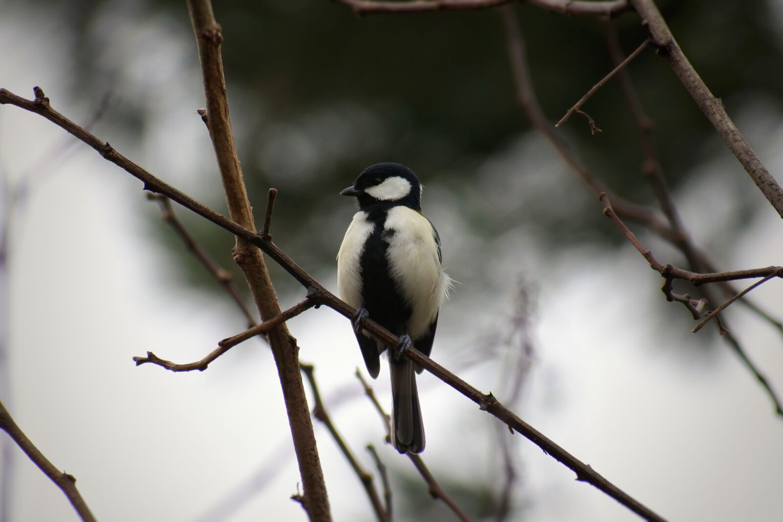 VR 70-300mm f/4.5-6.3G sample photo. Animal, forest, wood photography