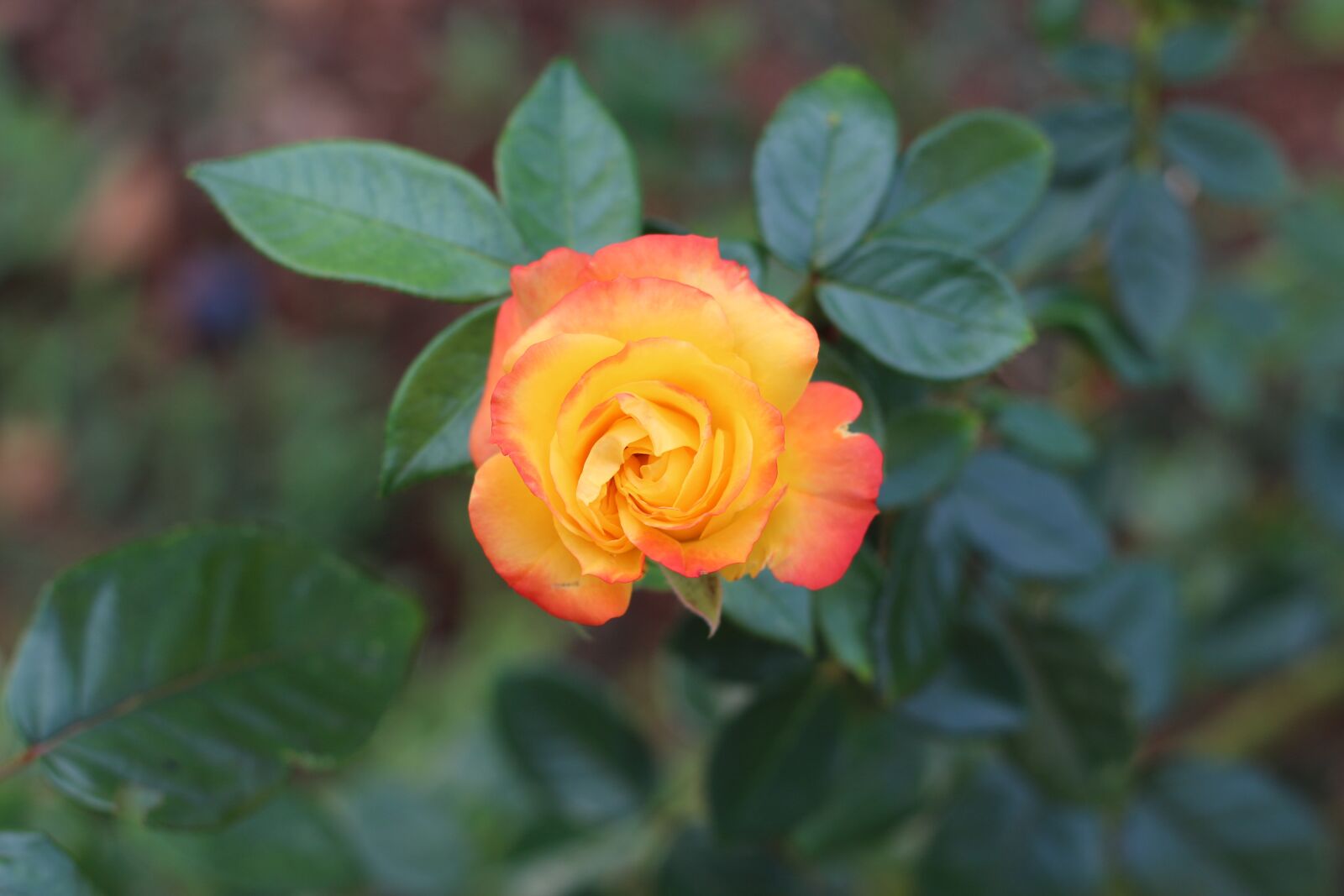 Canon EF 50mm F1.8 STM sample photo. Multicolor, rose, flower photography