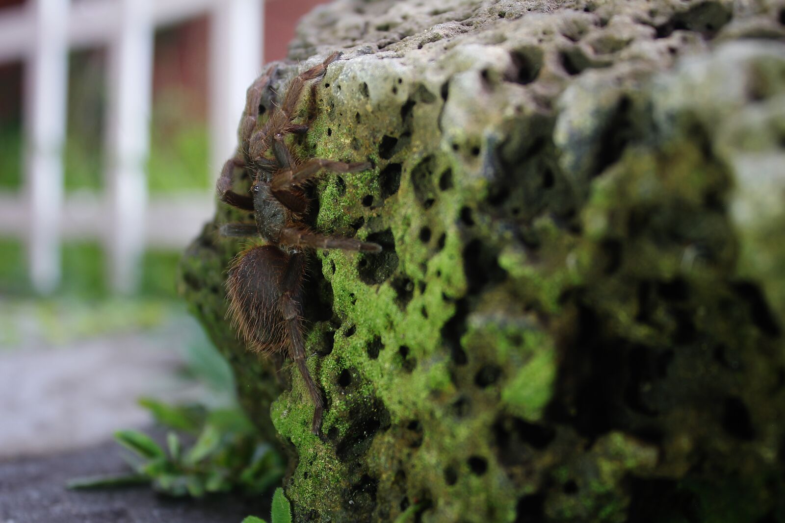 Canon EOS 60D sample photo. Spider, tarantula, hairy photography