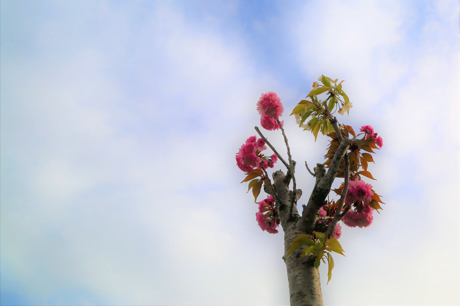 Canon EF 24-105mm F4L IS USM sample photo. Flowers, spring, nature photography