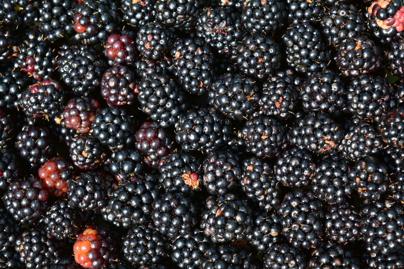 Nikon D3300 sample photo. Blackberries, background, black photography