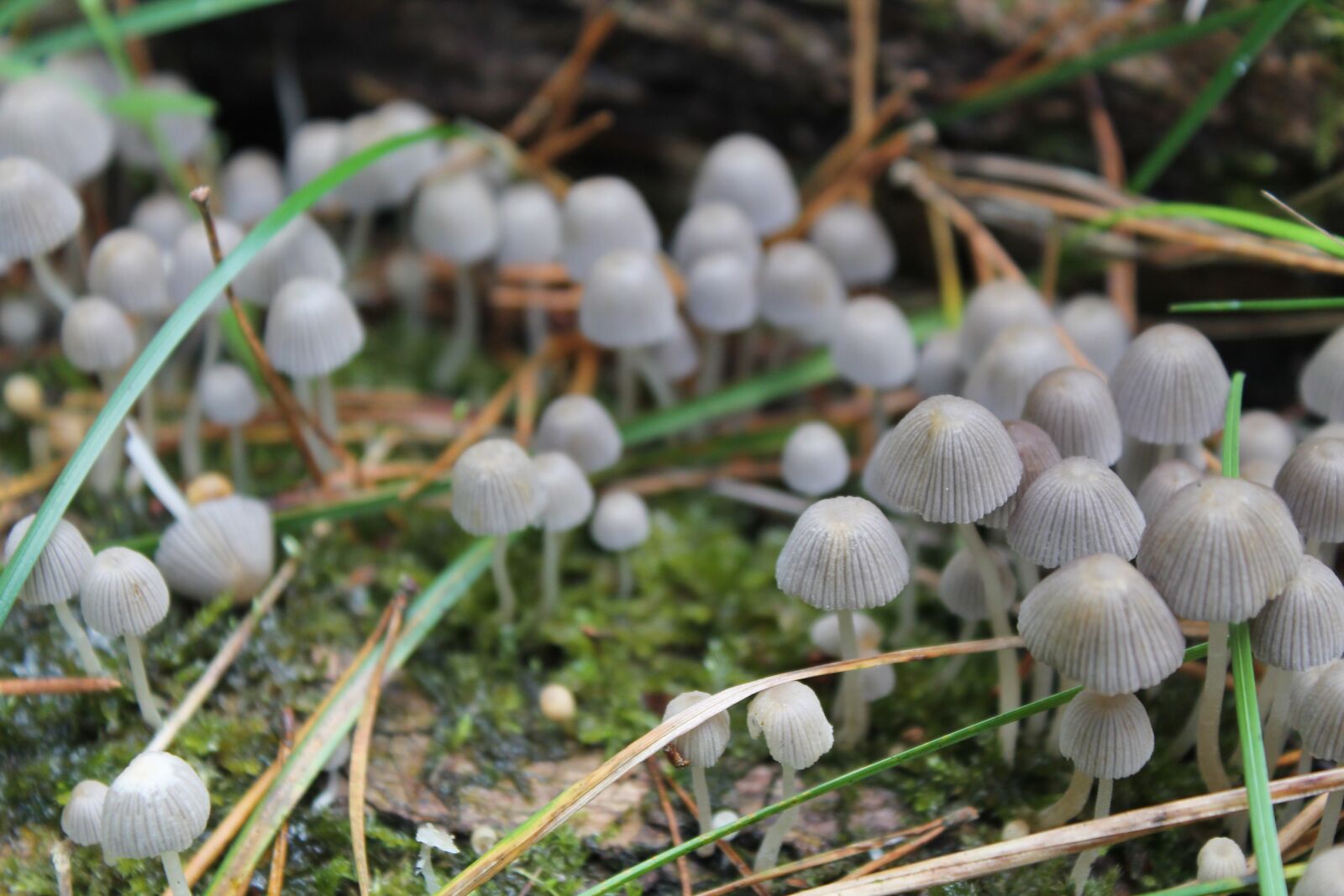 Canon EOS 1100D (EOS Rebel T3 / EOS Kiss X50) sample photo. Mushrooms, forest, nature photography
