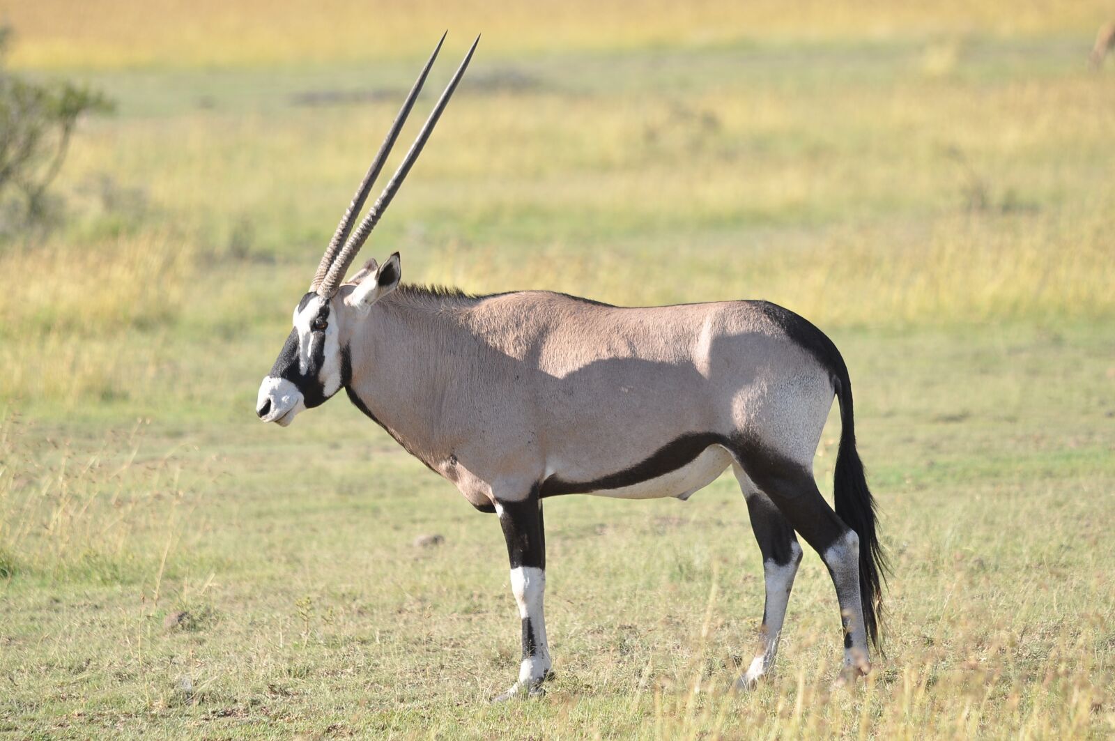 Nikon D90 sample photo. Wildlife, mammal, animal photography