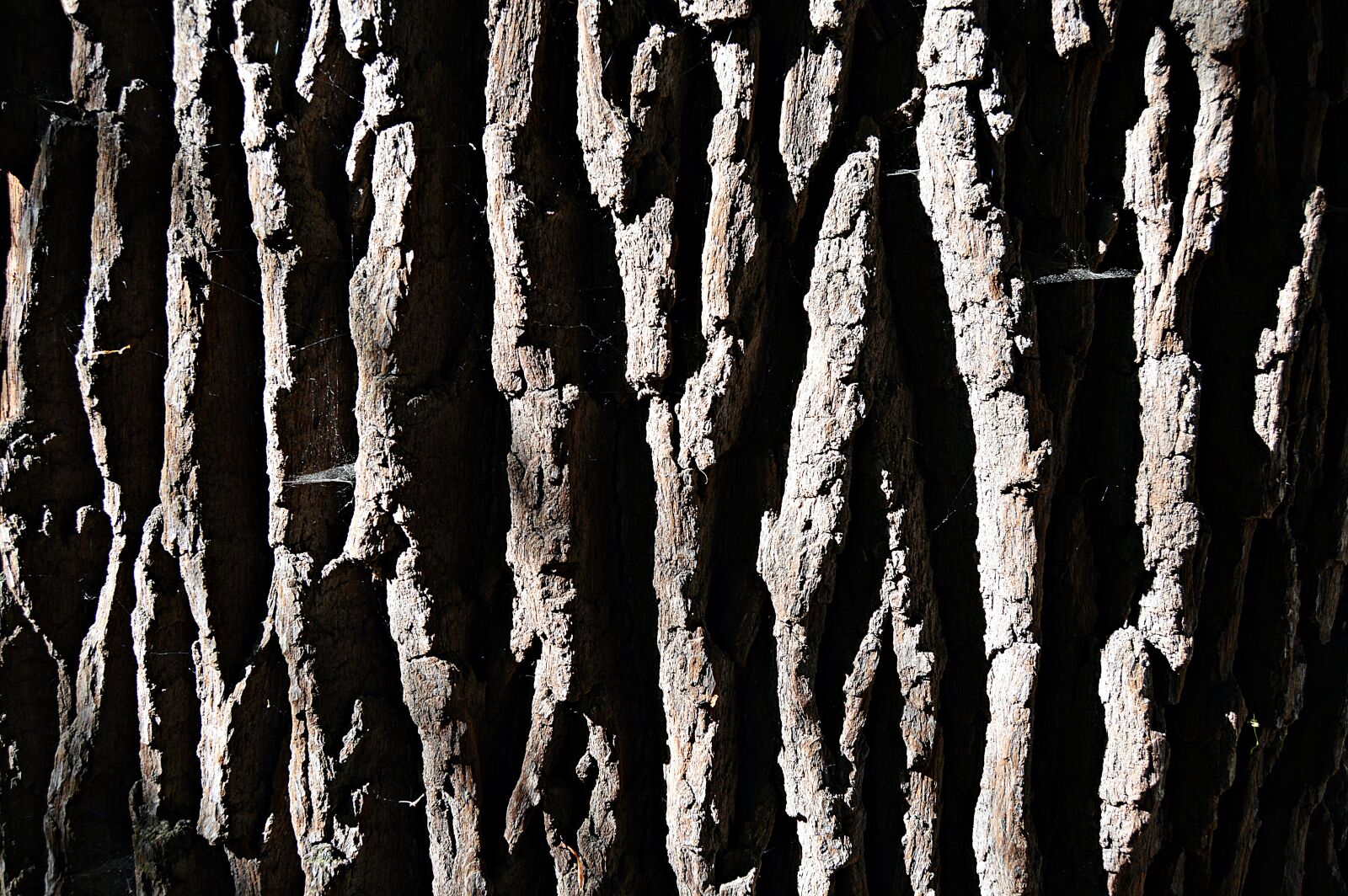 Nikon D3200 sample photo. Tree, bark, nature photography
