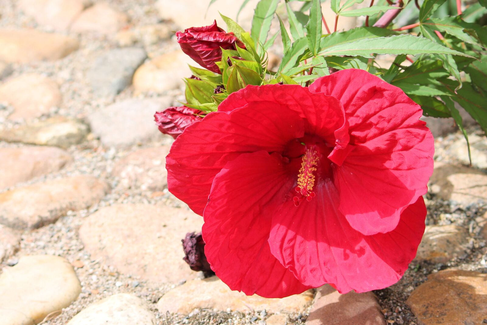 Canon EF-S 55-250mm F4-5.6 IS II sample photo. Hibiscus, giant hibiscus, red photography