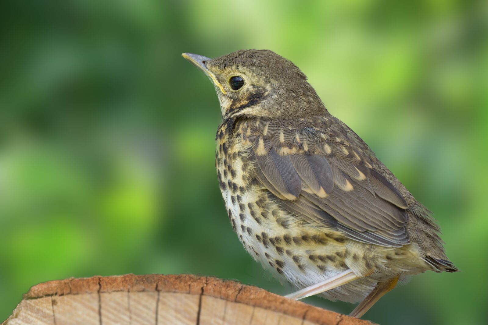 Nikon D3100 sample photo. Thrush, bird, grass photography