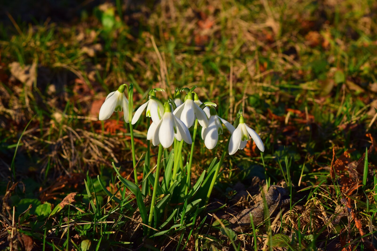 Nikon D5300 sample photo. Snowdrop, plant, signs of photography