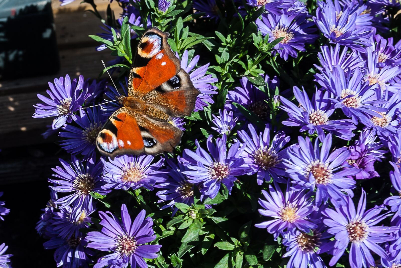 Nikon D3000 sample photo. Butterfly, aster, nature garden photography