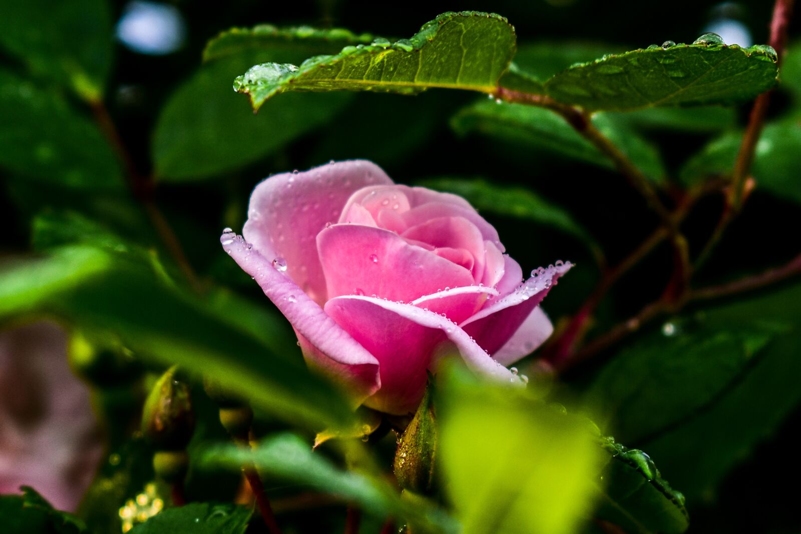 Nikon D3400 sample photo. Rosa, flower, spring photography