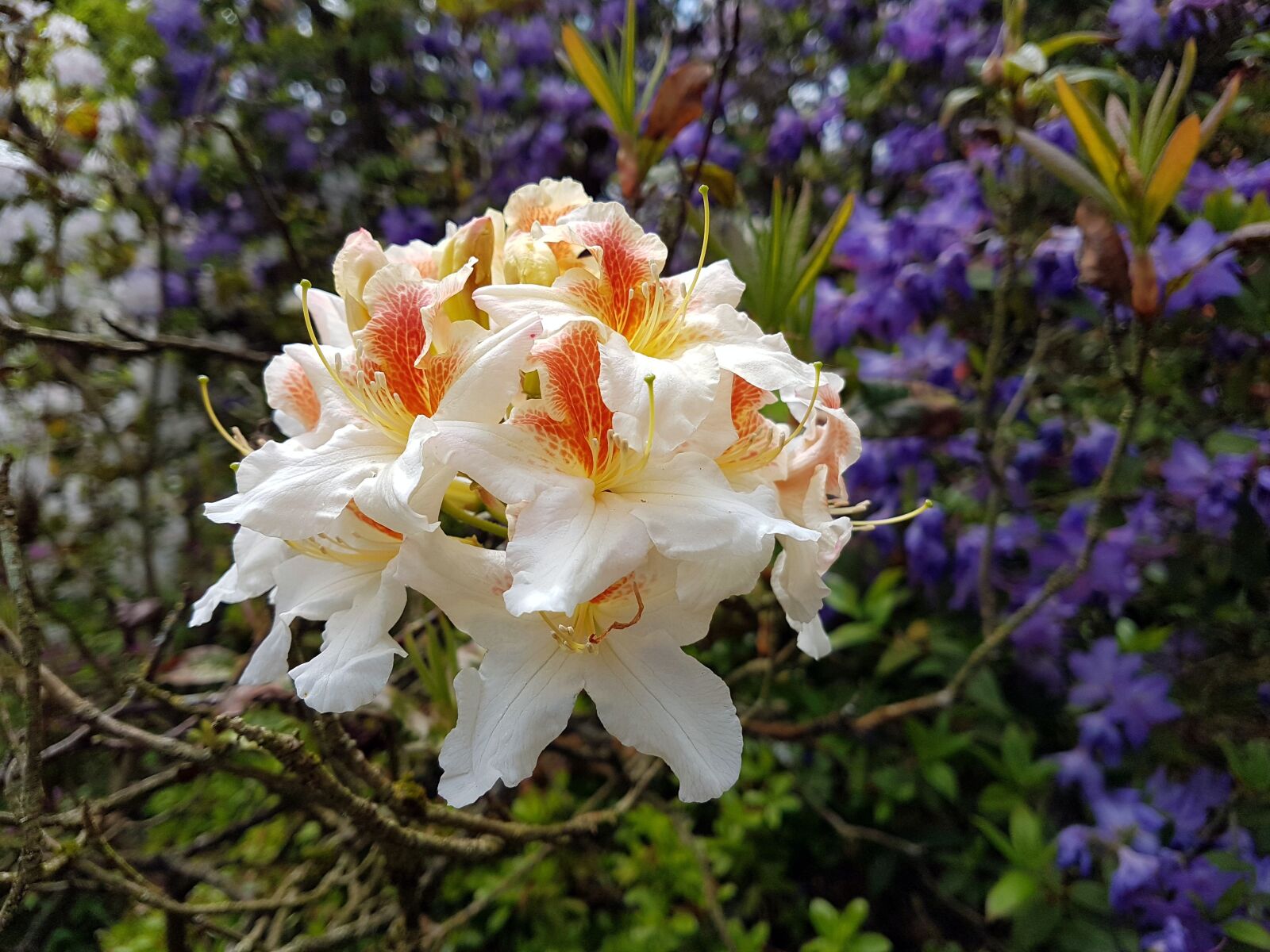 Samsung Galaxy S7 Edge sample photo. Flower, bloom, nature photography