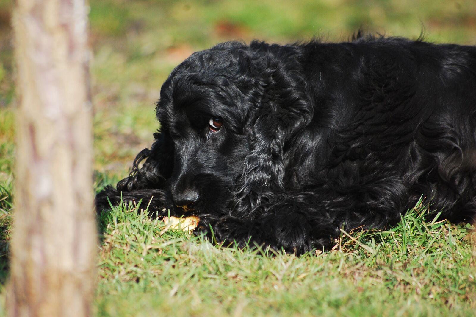 Nikon D40 sample photo. Cocker spaniel english, cocker photography