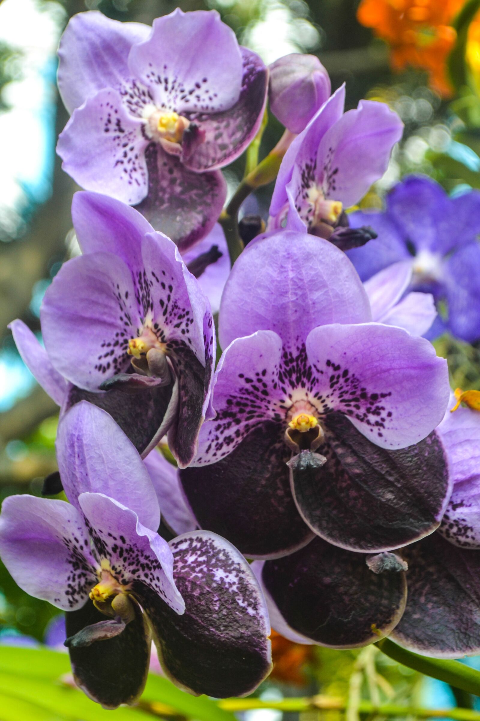 Nikon D3100 sample photo. Flower, flora, nature photography