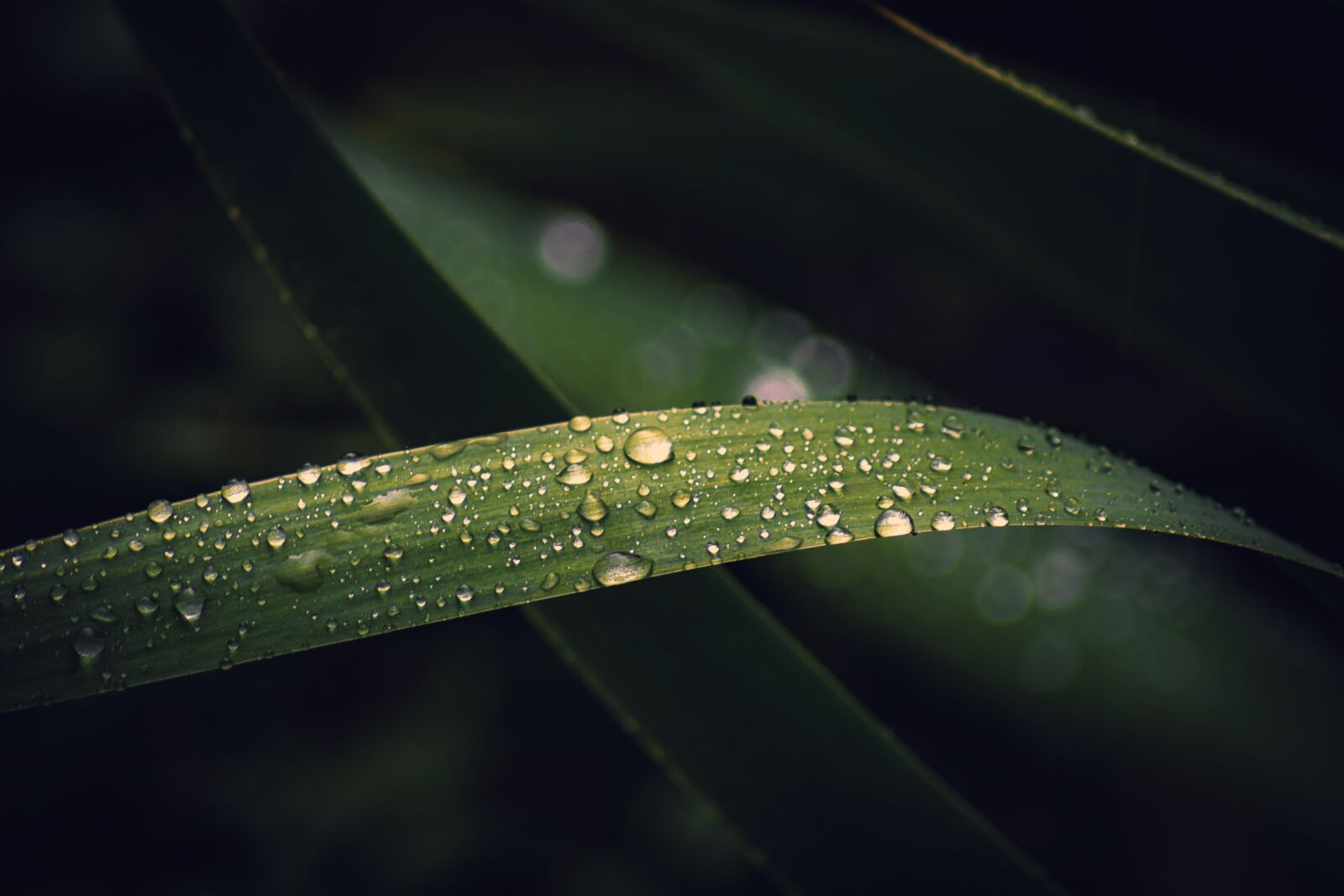 Nikon D7100 sample photo. Dewdrops, raindrops, droplets photography