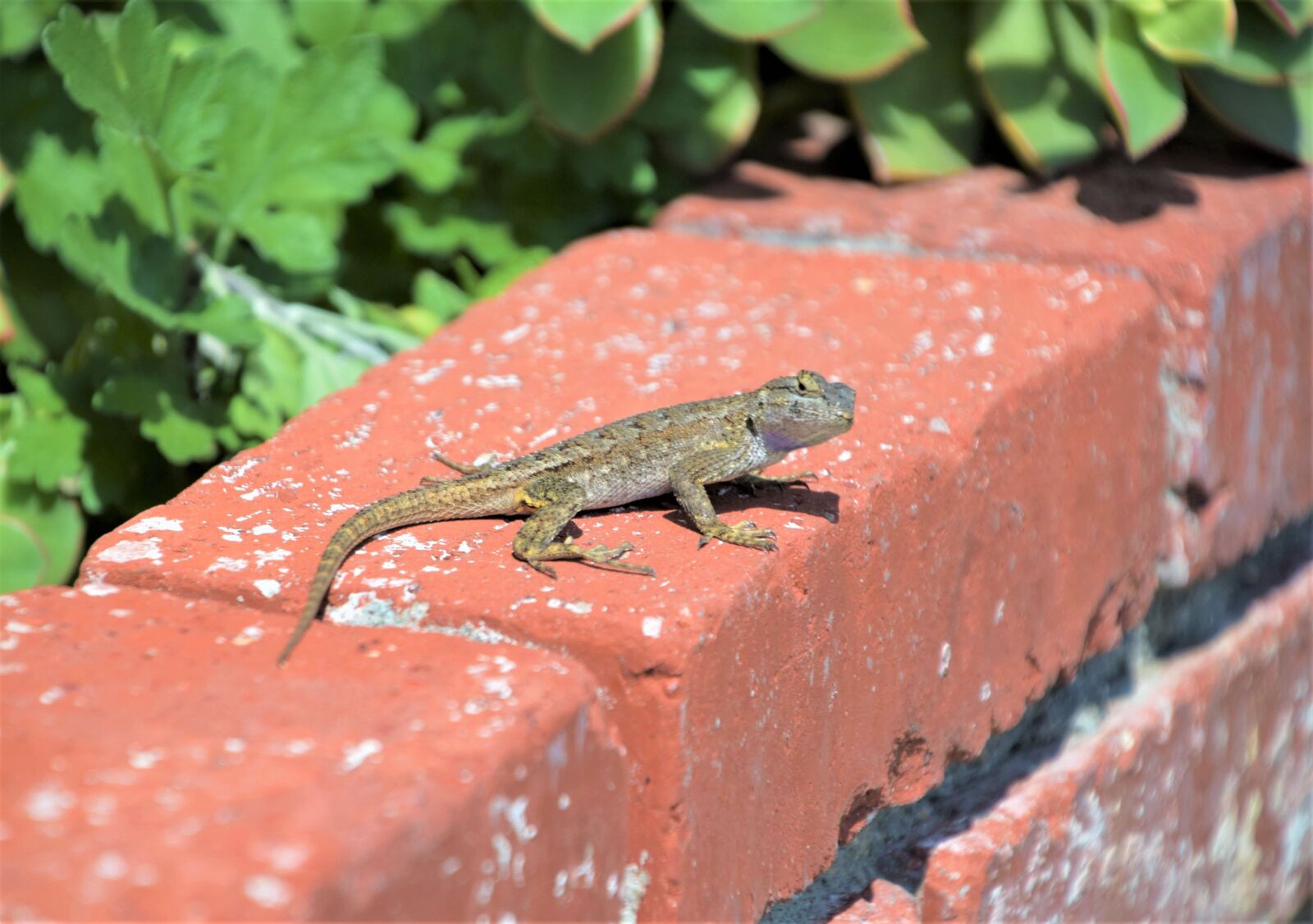 Nikon D3300 sample photo. Thin lizzy looking at photography