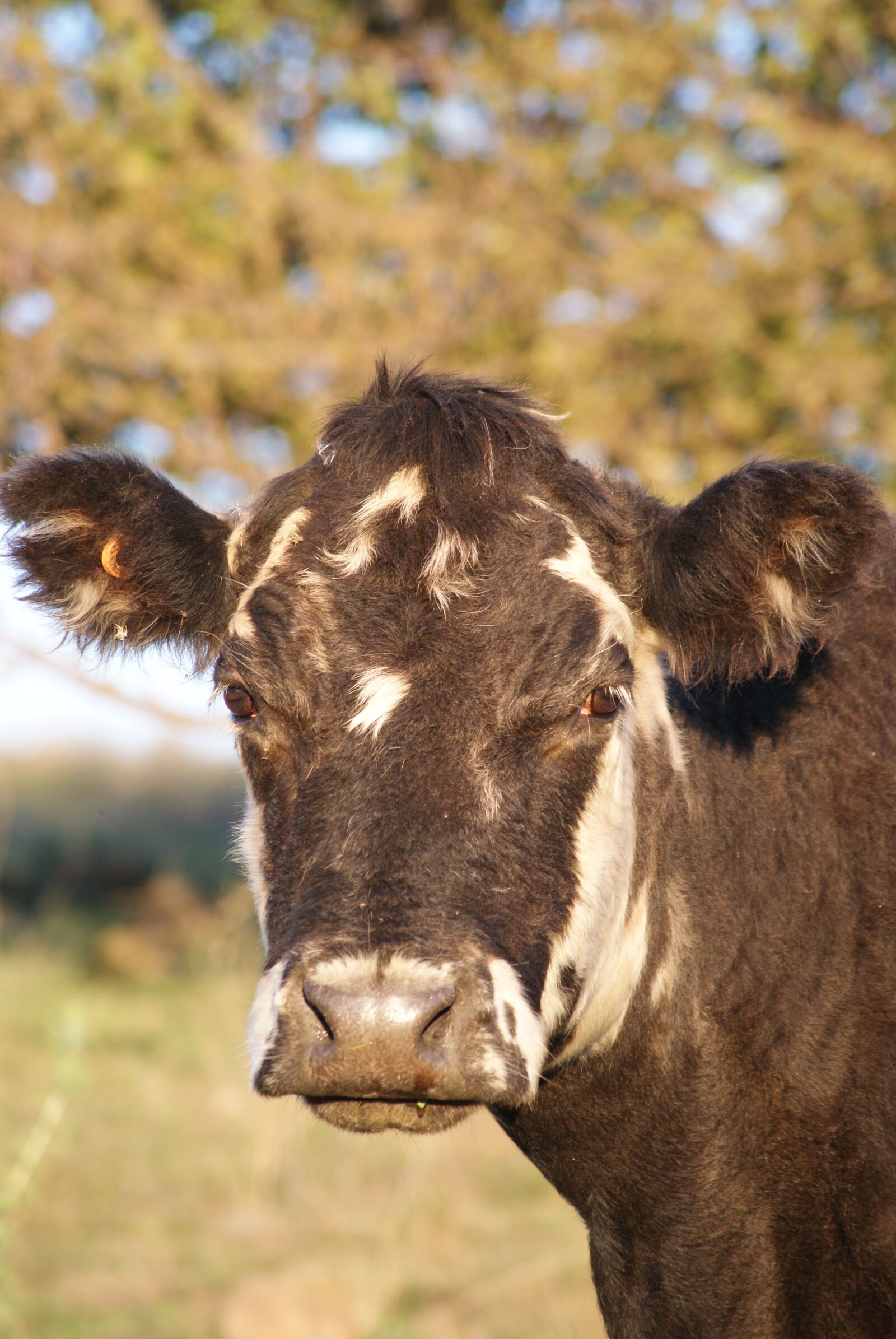 Sony Alpha DSLR-A330 sample photo. Livestock, agriculture, farm photography