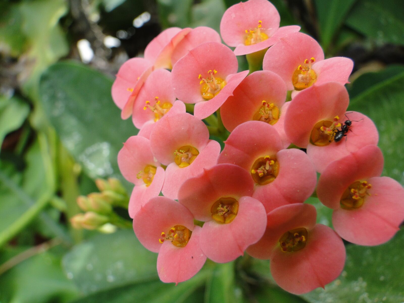 Sony Cyber-shot DSC-HX1 sample photo. Flower, flora, pink photography