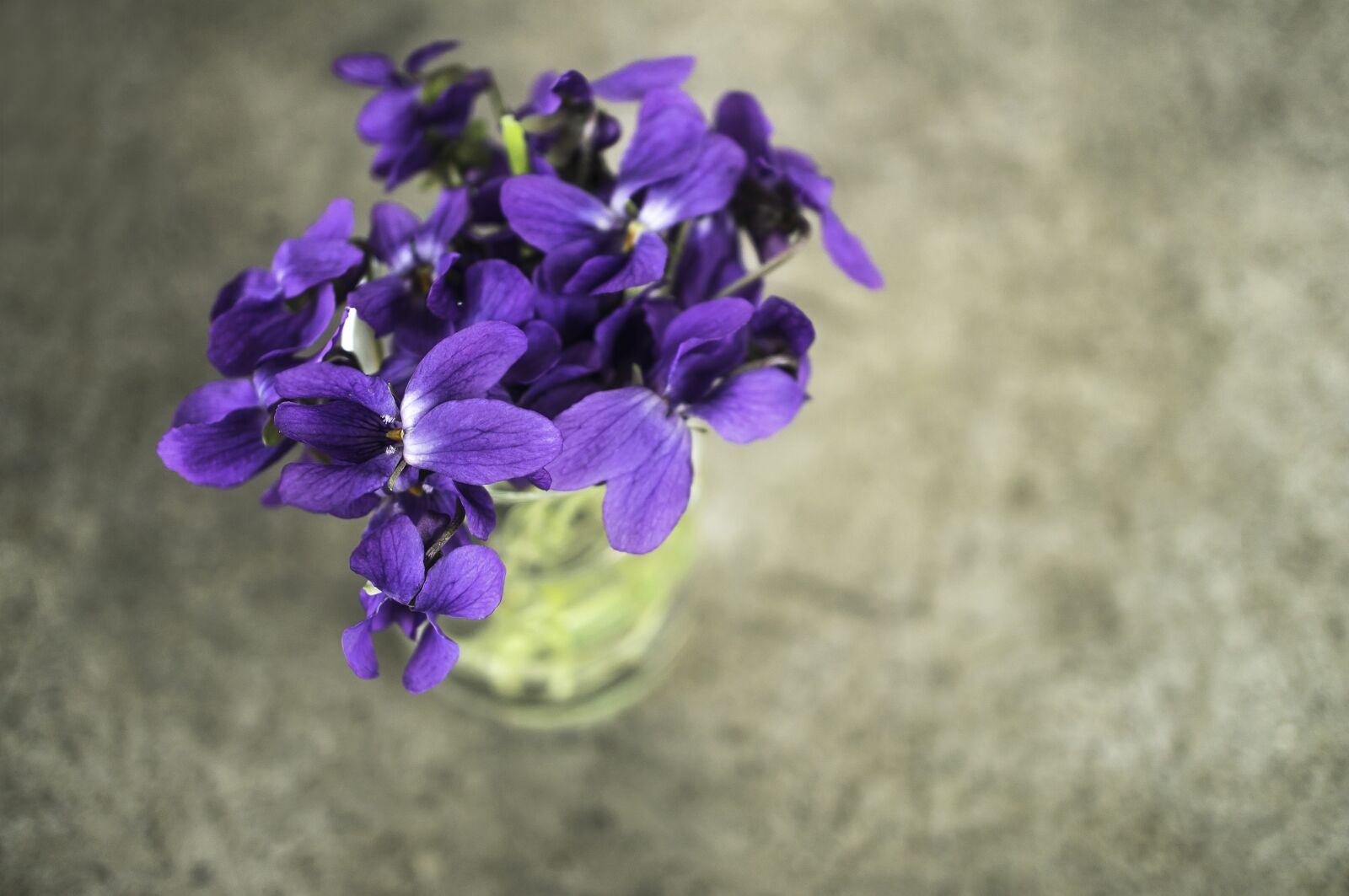 Sony Alpha NEX-C3 + Sony E 30mm F3.5 Macro sample photo. Violets, violet, flower photography