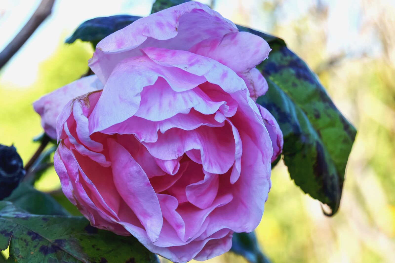 Nikon D3300 sample photo. Floral, rosa, petals photography