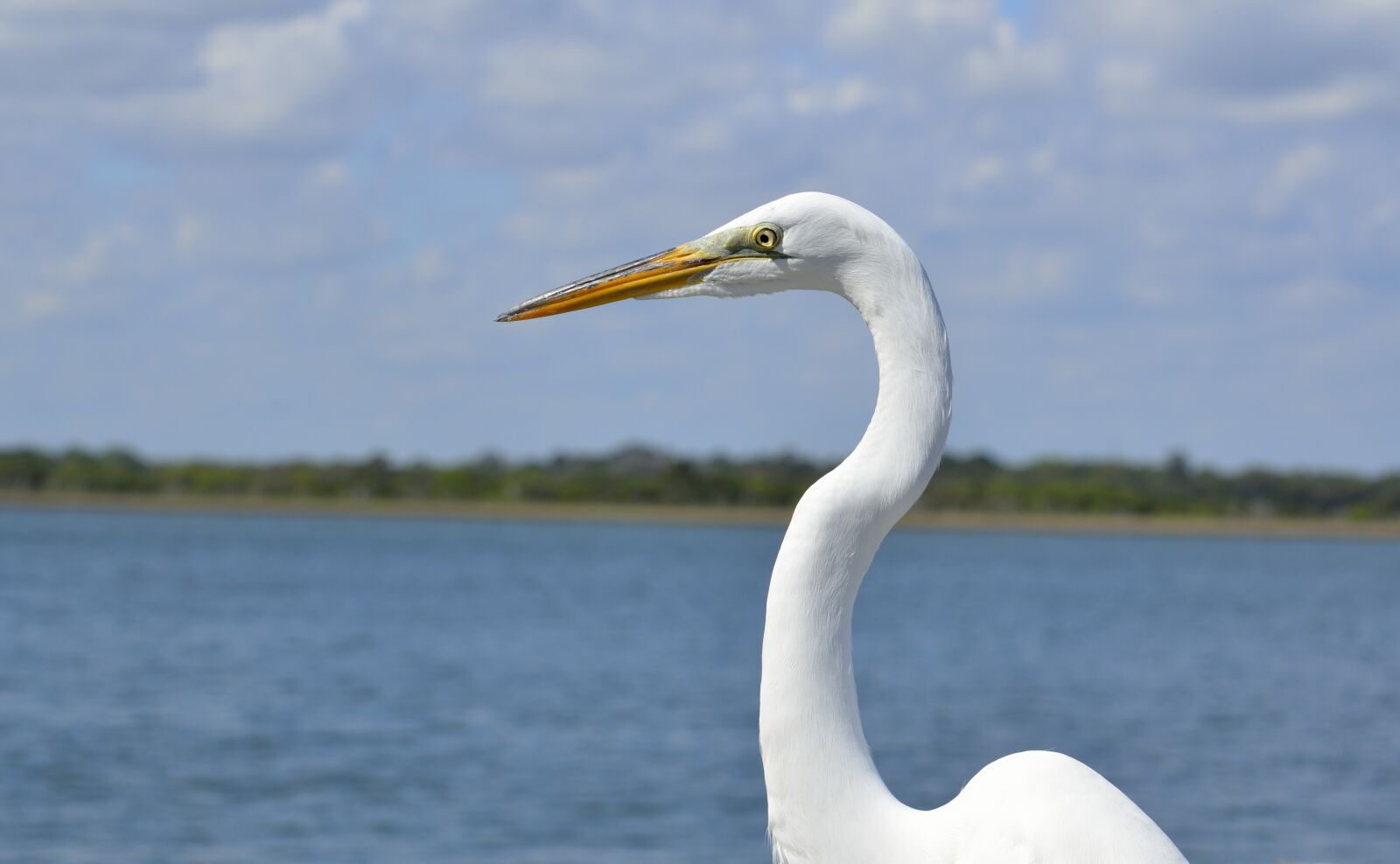 Nikon D7000 sample photo. White heron, heron, bird photography