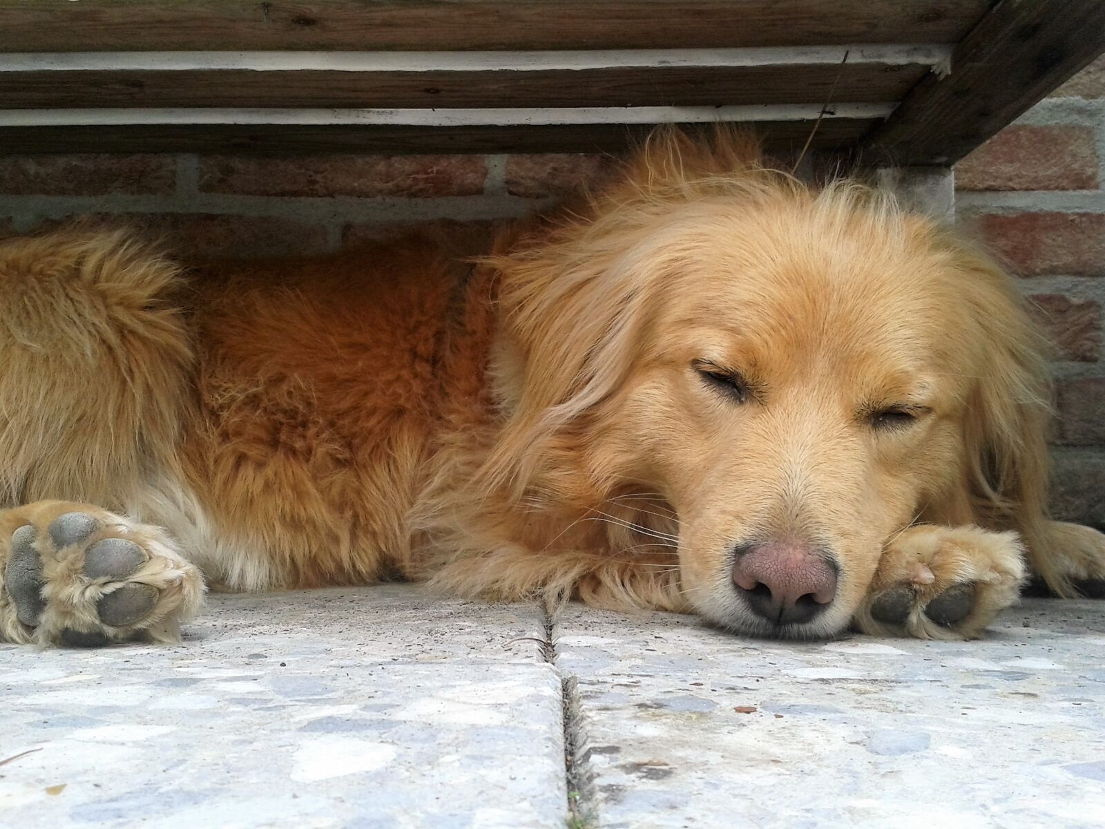 Samsung Galaxy S3 Mini sample photo. Dog, hybrid, sleep photography