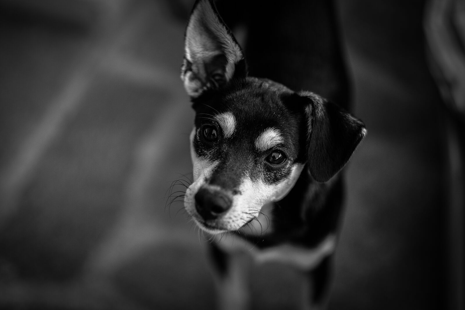 Fujifilm XF 56mm F1.2 R sample photo. Black, and, white, dog photography