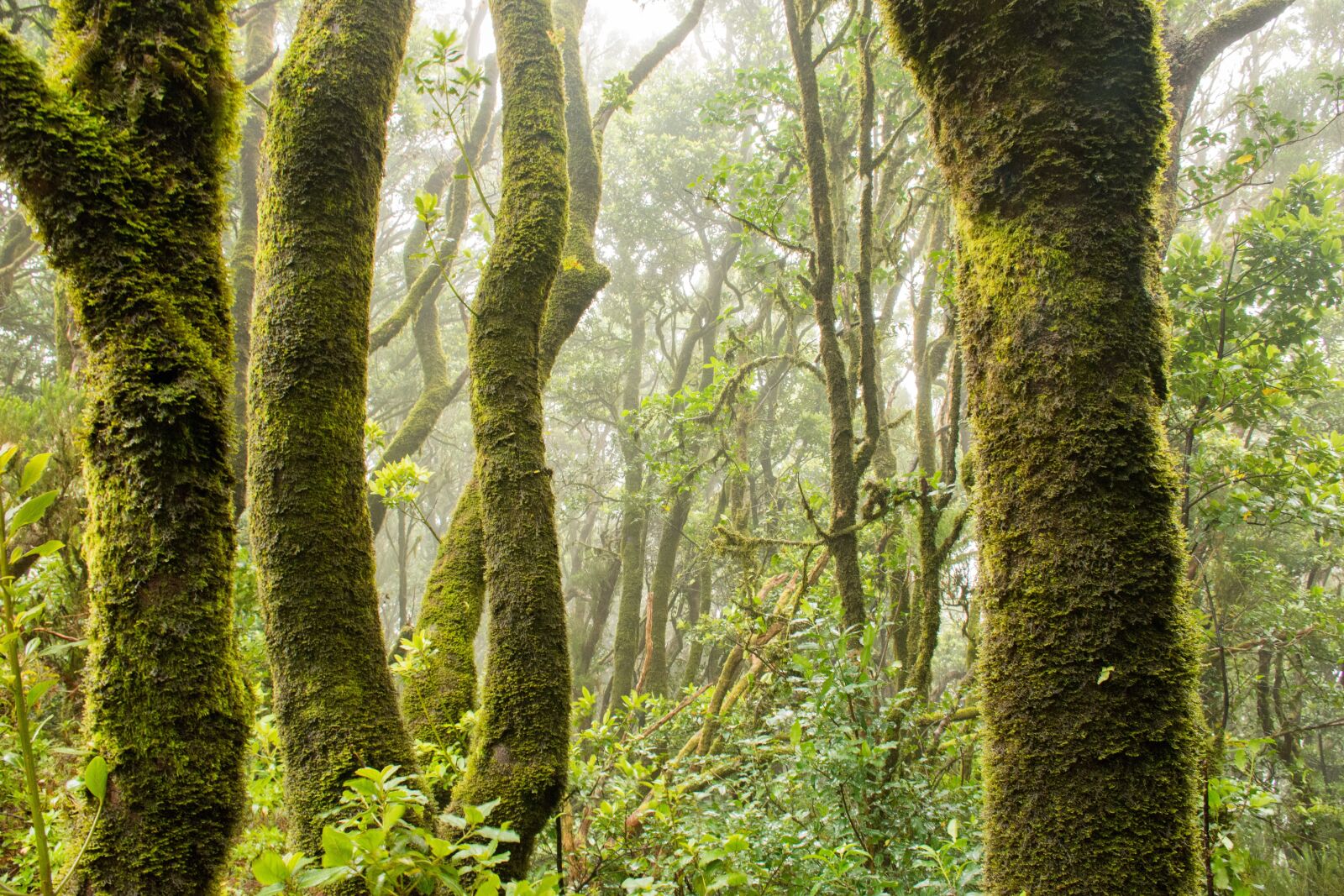 Nikon D7200 sample photo. Green, forest, nature photography