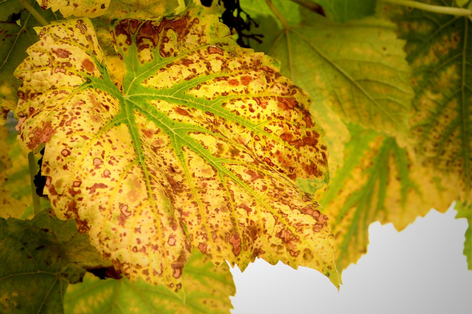 Nikon D610 sample photo. Autumn, wine leaf, fall photography