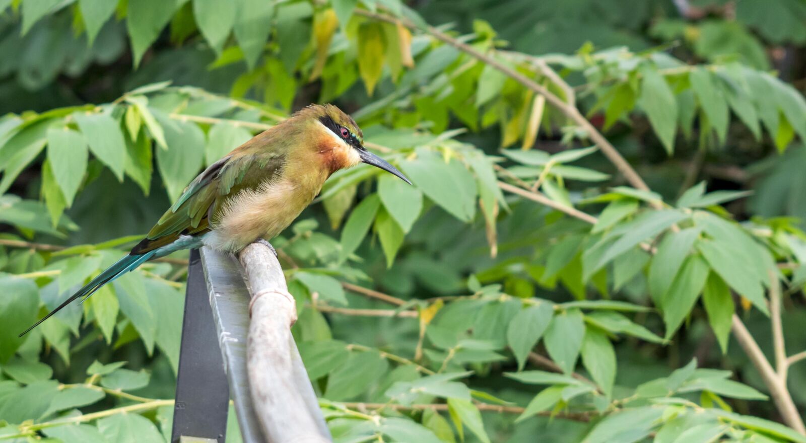 Nikon D5500 sample photo. Bird, wildlife, nature photography