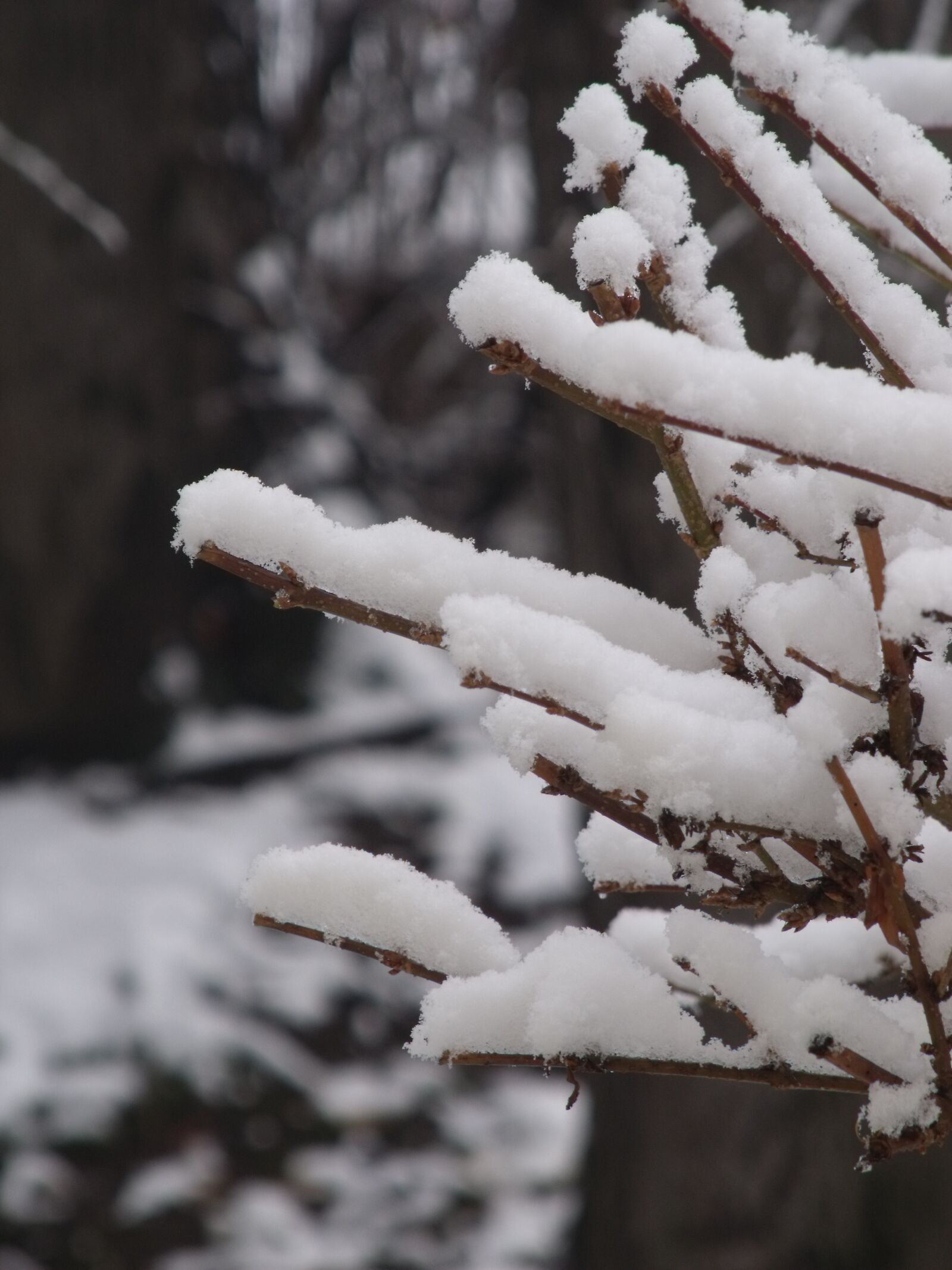 Fujifilm FinePix S1500 sample photo. Winter, snow, nature photography