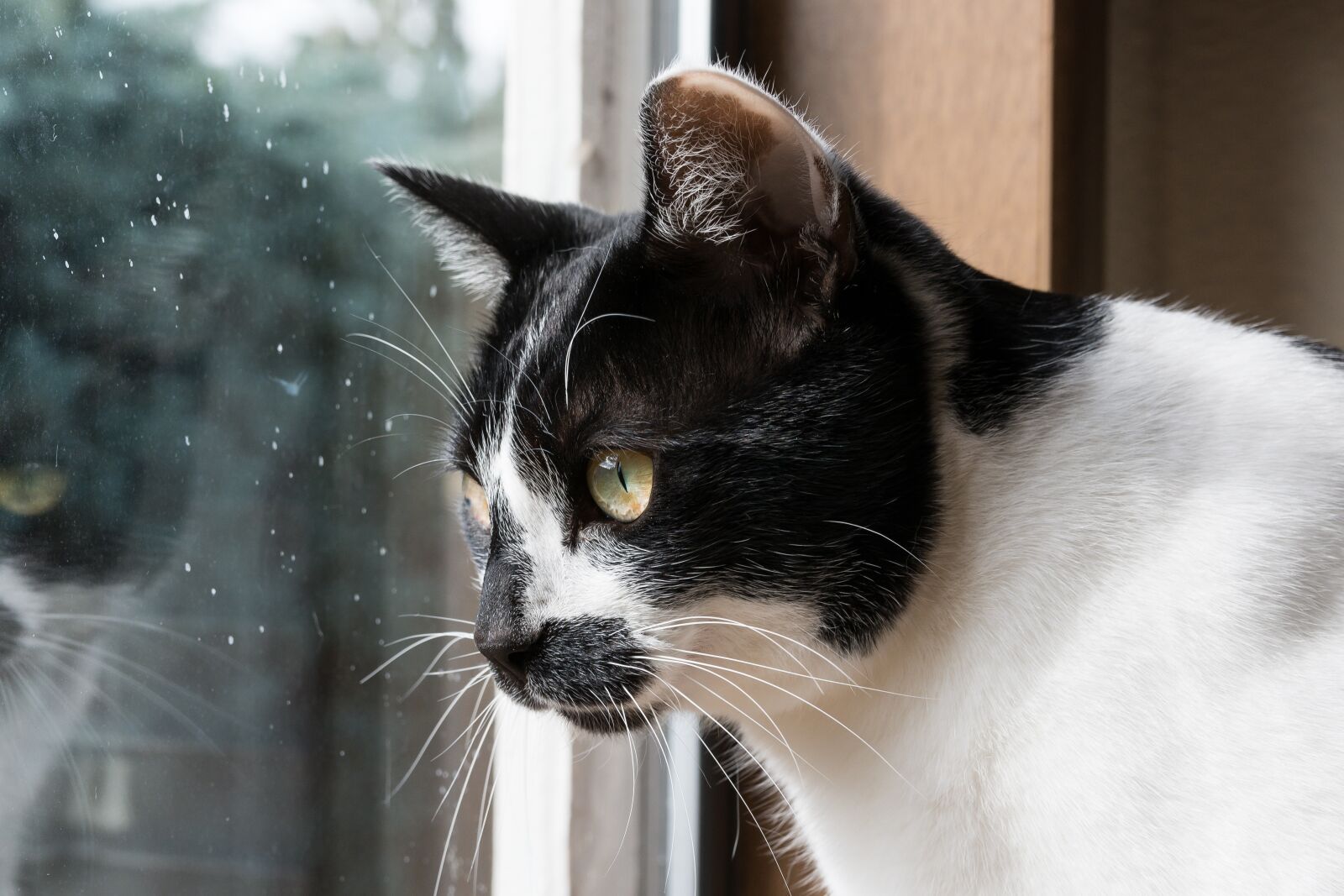 Nikon D7100 sample photo. Cat, animal, pet photography