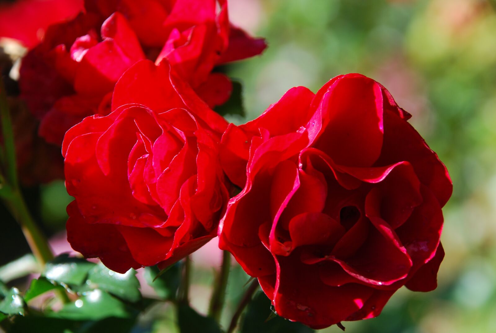 Nikon D80 sample photo. Flower, rose, nature photography